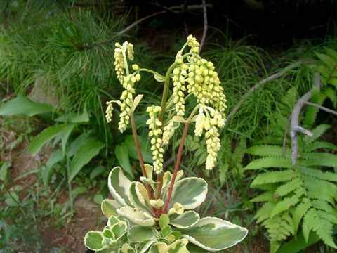 Chiastophyllum oppositifolium variegatum