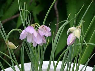 Allium narcissiflorum 'Pink form'