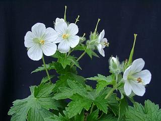 Geranium eriostemon ssp. erianthum 'Rebun White'　礼文産白花チシマフウロ