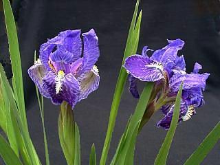 Iris hookeriana