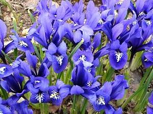 Iris reticulata 'Pixie