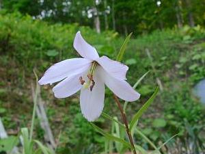 Lilium mackliniae