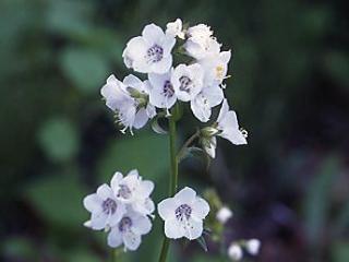 Polemonium caeruleum ssp. yezoense f. hidakanum 'Alba' ԃq_JniVmu