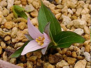 Trillium hibbersonii