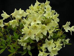 Rhododendron 'WAGTAIL'