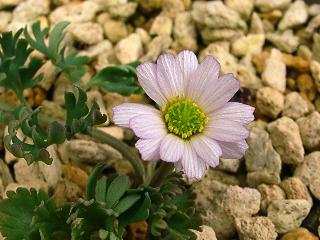 Callianthemum anemonoides