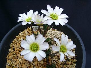 Callianthemum kernerianum