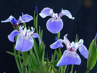 Iris setosa nana