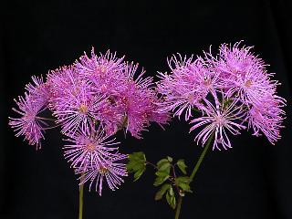 Thalictrum aquilegiifolium 'Purpureum' 