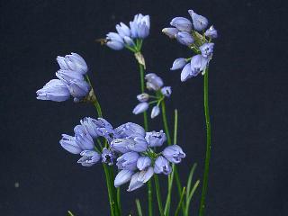 Allium kansuense