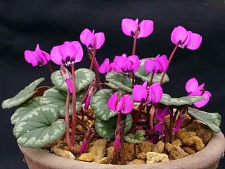 Cyclamen coum 'Red'