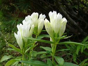 Gentiana triflora japonica alba