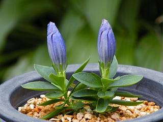 Gentiana triflora japonica subvar. montana 'Alm Dwarf'