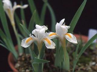 Iris verna alba