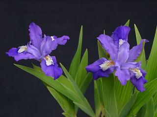 Iris lacustris x gracilipes