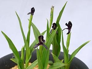 Roscoea scillifolia 'Black form'