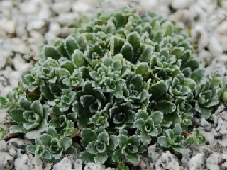 Saxifraga paniculata ssp. brevifolia