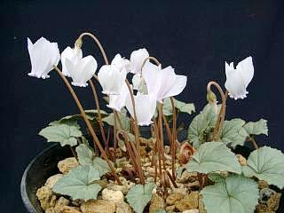 Cyclamen hederifolium 'White Nettleton Silver'