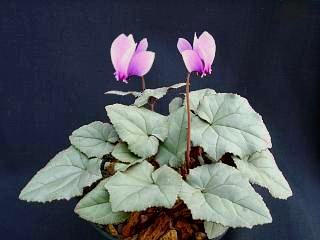 Cyclamen hederifolium 'Nettleton Silver'