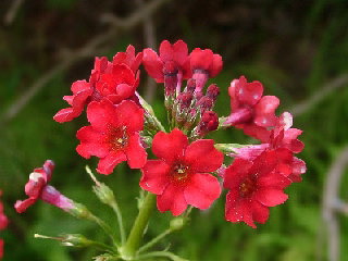 Primula japonica cv.